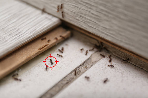 Best Mosquito Control Services  in Falling Waters, WV