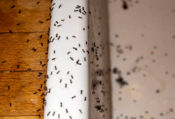 Best Termite Control Services  in Falling Waters, WV