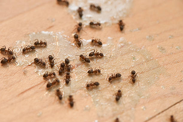 Best Pest Prevention Services  in Falling Waters, WV